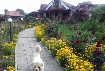 Casă cu 5 camere cu Teren 2200 Mp în Gârleni - 3