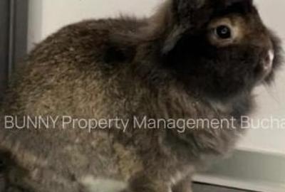 Apartament cu 2 camere decomandat în Eminescu - 4