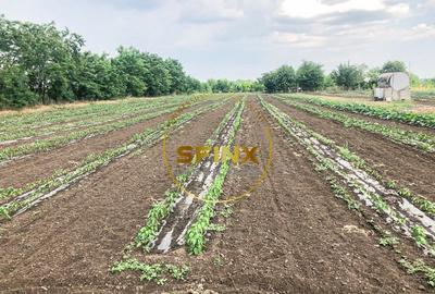 De vanzare ferma Calarasi in stare de conservare - sere - livada - 20