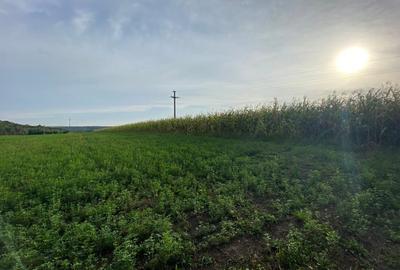 Teren de 2000 mp, în Pătrăuți - 6