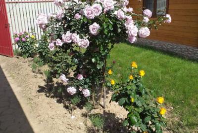 HORIA - 3 CAMERE ,SUPRAFATA 100 MP,TEREN 3000 MP CU DESCHIDE - 9