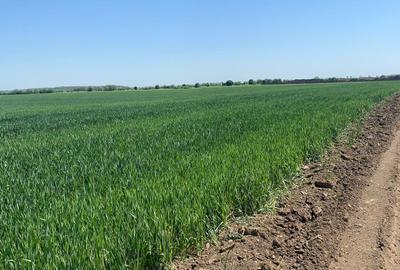 Teren  agricol  Afumati /Petrechioaia - Ialomita DN2  Livedea/ Lilieci