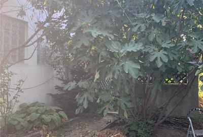 Casă cu 3 camere cu Teren 330 Mp în Cotroceni - 1