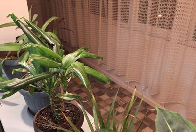 Apartament cu 2 camere decomandat în Gorjului - 3