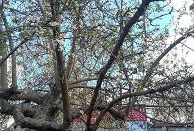 Casă cu 4 camere cu Teren 750 Mp în Central - 6