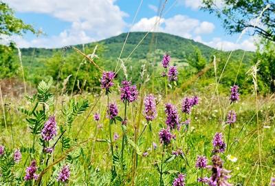 Teren 15 ari cu verdeata si panorama superba Str Paltinului Bistrita - 2