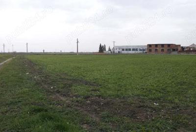 Spațiu comercial, în Cărpiniș - 38