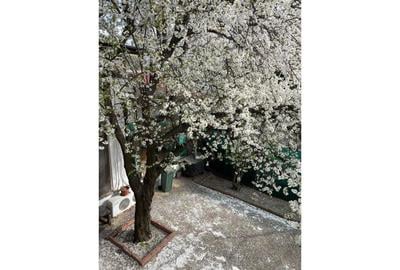 REV2005272 Vila de vanzare l Pache Protopopescu l Curte - 18