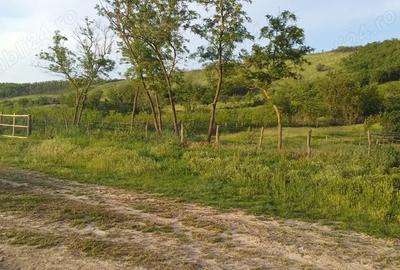 Vand casa cu teren 1 hectar - 5