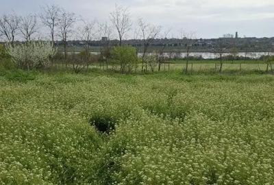 Teren de 2500 mp, în Tuzla - 6
