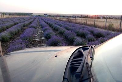 5000 m2  cultura Lavanda langa mare - 1