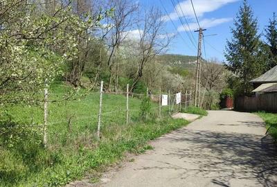 Teren de 5500 mp, în Provița de Sus - 4