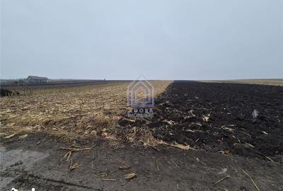 Teren de 7400 mp, în Moara - 2