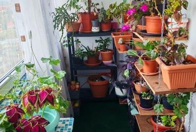 Apartament Tătărași -Flora - 6