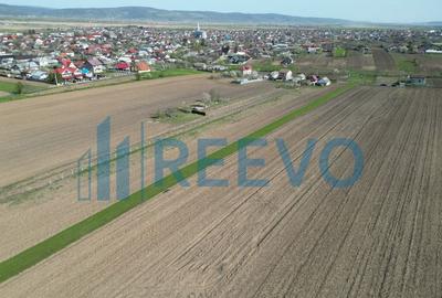 Teren de vanzare, Com. Nicolae Balcescu, Jud. Bacau - 7