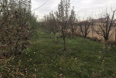 Alios - Teren Intravilan - 1470Mp Alios - Teren Intravilan - 1470Mp - 5