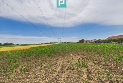 Teren agricol extravilan de 10000 mp, în Gai - 1