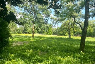 Teren extravilan, 10000 mp, Vicovu de Sus - 2