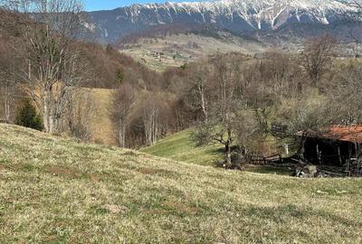 Teren 7000 mp Fundata la 15 km de zona Bran-Moeciu - 2