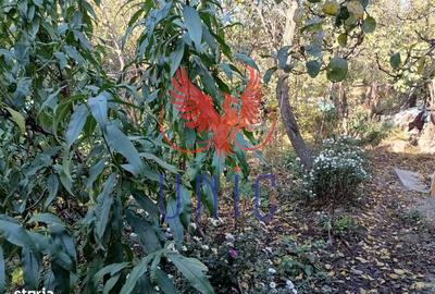 Teren de 980 mp, în Central - 2