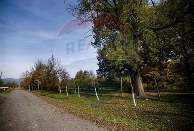 Domeniu Baronial de vanzare in localitatea CIL , Judet Arad - 3