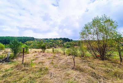 Teren de 14000 mp, în Drăganu - 3