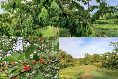 Casă cu 6 camere în Central