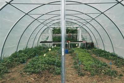 Transilvania Camping, domeniu de 14.400mp, Sanmarghita de Mures:2cladiri, aparta - 20