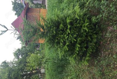 Casa de vanzare Parscov, Buzau - 5