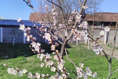 Vanzare casa si teren - 3