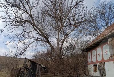 Casa veche cu teren generos de 5.300 mp oportunitate de - 3