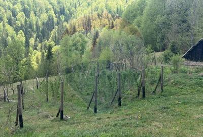 Casă cu 14 camere cu Teren 62330 Mp în Horea - 41