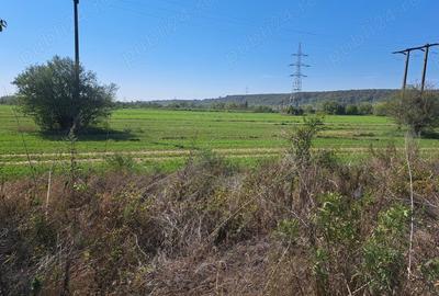 Teren de 7550 mp, în Boldești - 4