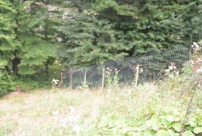 Busteni-Teren cu panorama superba de vanzare - 6