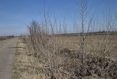 Teren de 36800 mp, în Scutelnici - 1