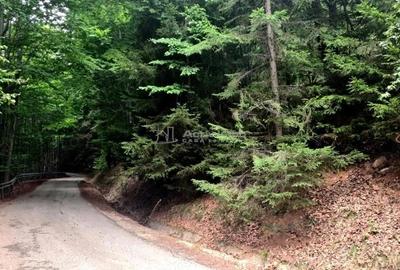 Teren de 69450 mp, în Arefu - 3