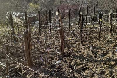 Casă cu Teren 5000 Mp în Bughea de Jos - 2