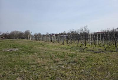 Casă cu 3 camere în Soreni - 3