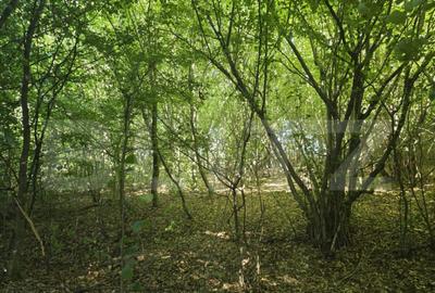 Teren de 524 mp, în Făget