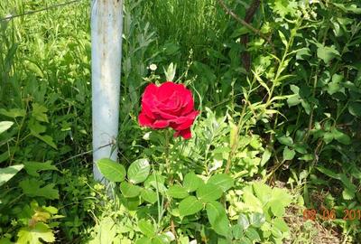 Teren , Cheia, 330 mp - 5