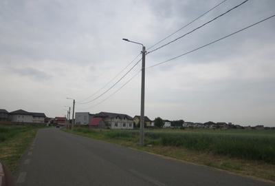 Domnesti-Narciselor - 6