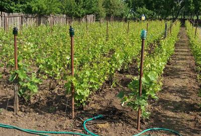 Casă cu 5 camere cu Teren 1800 Mp în Vădastra - 1