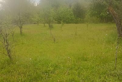 Casă cu 6 camere cu Teren 3250 Mp în Avram Iancu - 3