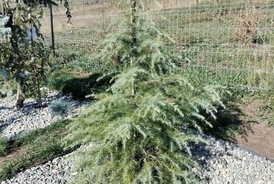 Spațiu comercial, în Feiurdeni - 3