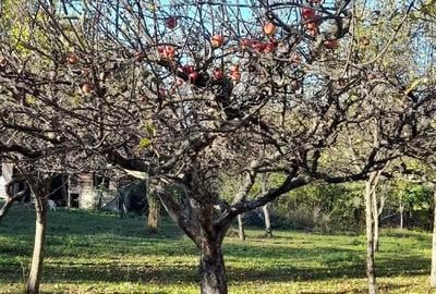Spațiu comercial, în Posești - 1