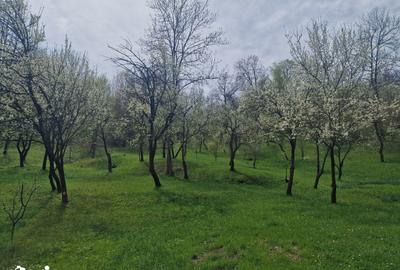 Teren de 12000 mp, în Ghioșești - 8