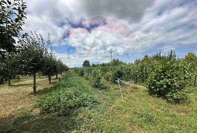 3.7 ha TEREN INTRAVILAN cu CASA si BALTA PESTE - 7