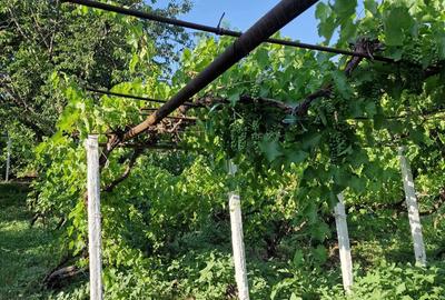 Casă cu 2 camere în Cozia - 8