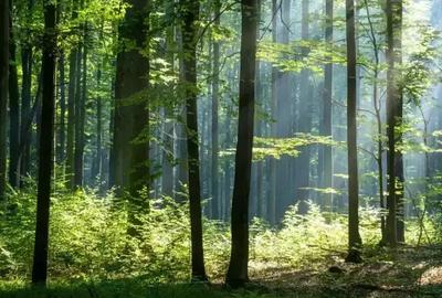 Apartament 3 Camere | Jandarmeriei Baneasa | Complex Rezidential LUX - 1