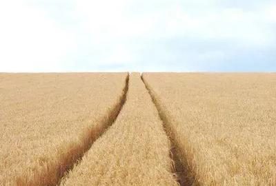 Spațiu comercial, în Cauaceu - 1